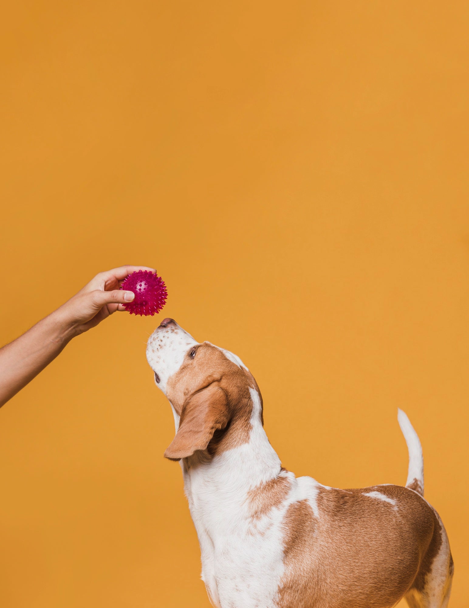 Interactive dog toys - Durable and engaging play gear