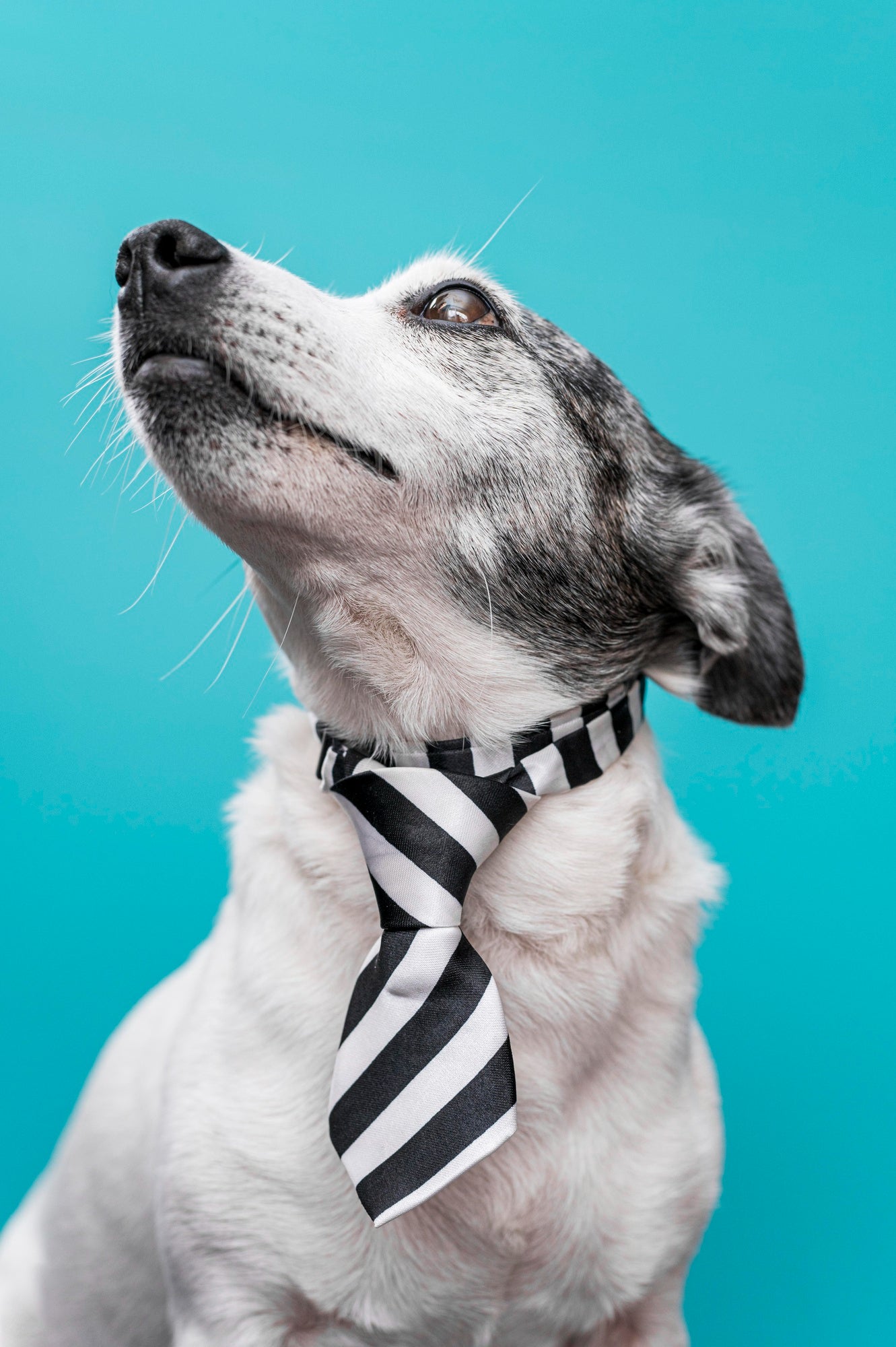 Dog collars and leashes - Safety and style for walks and adventures