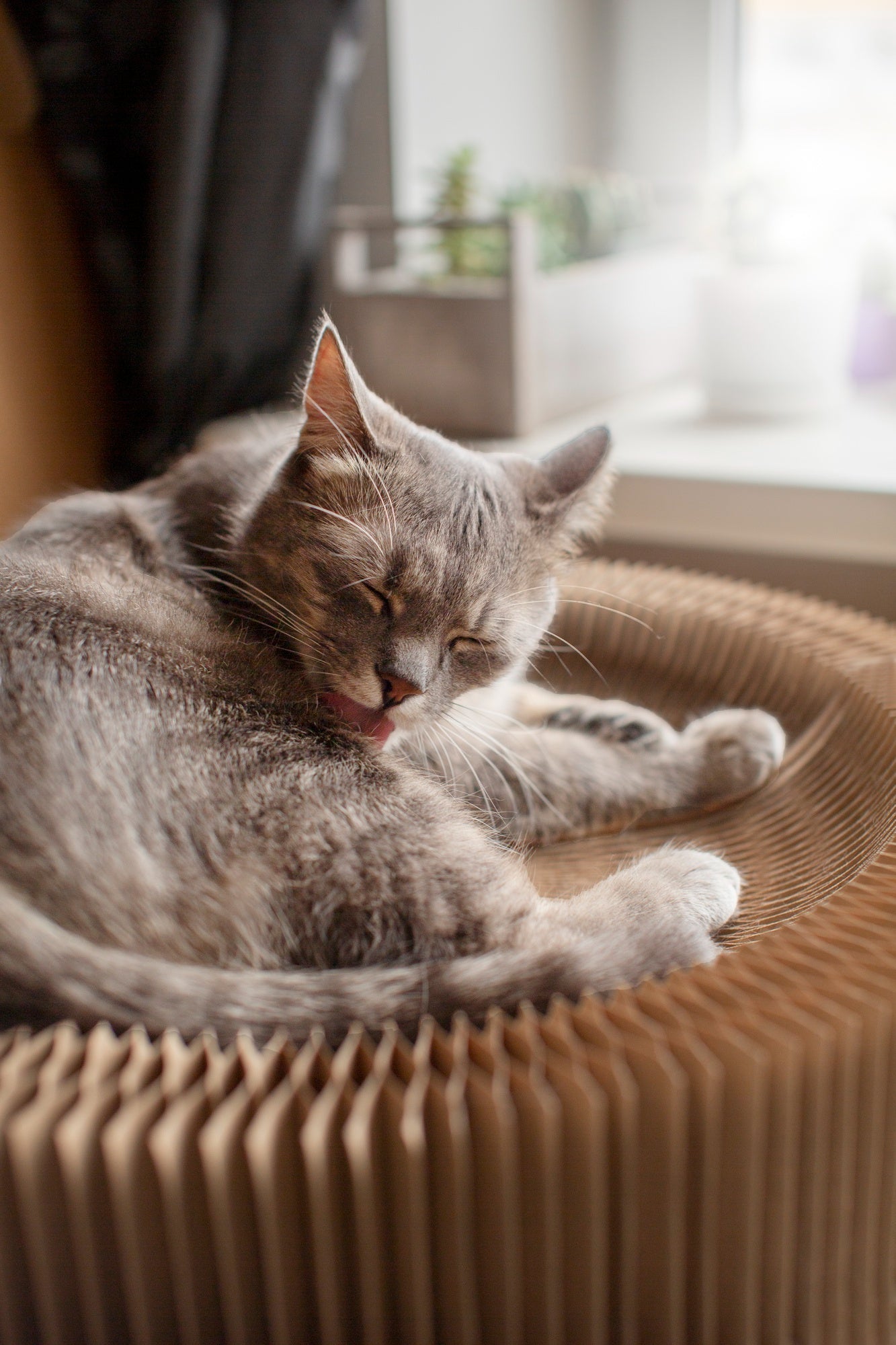 Cozy cat bed - Comfortable sleeping solutions for cats