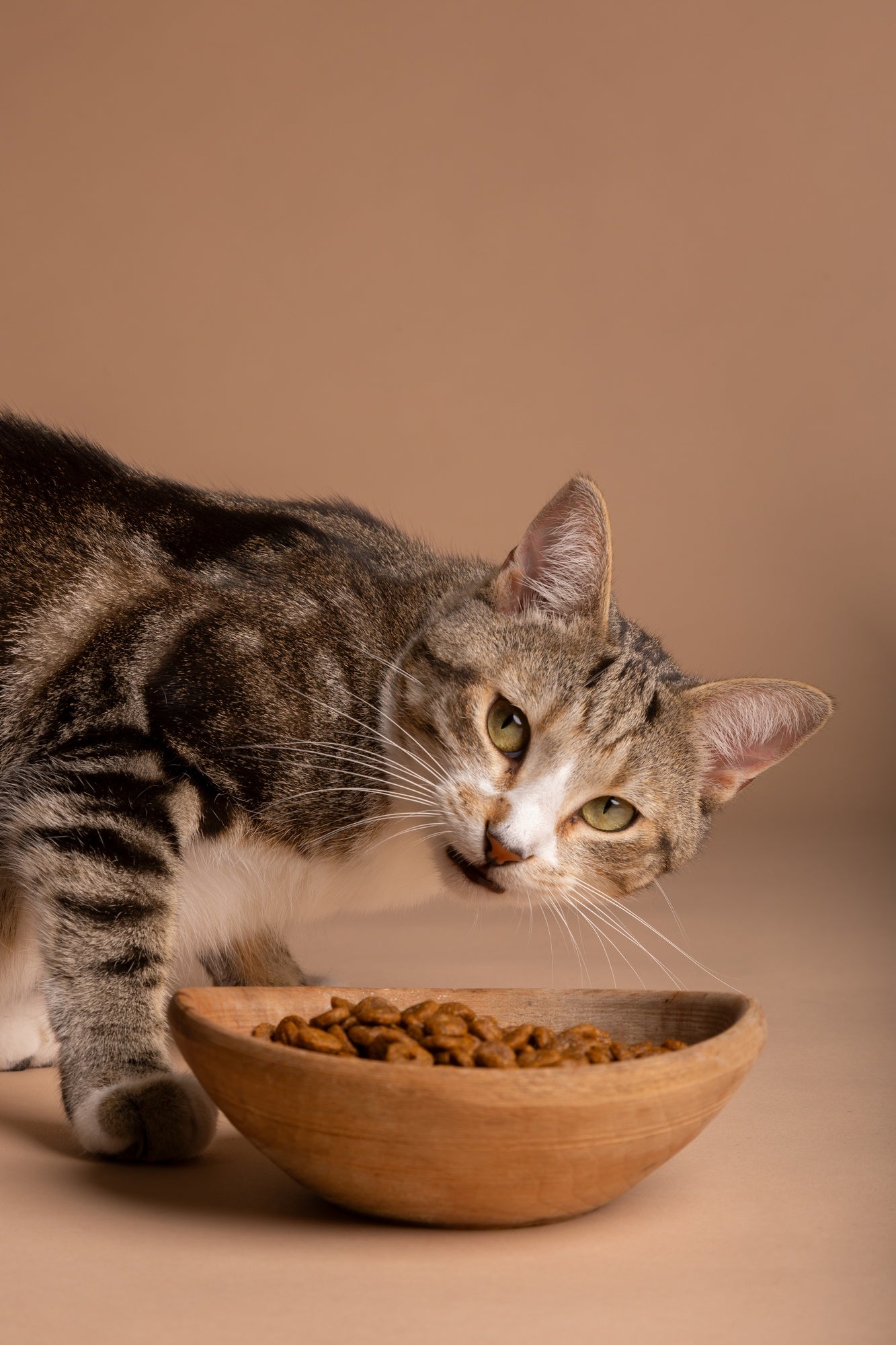 Cat feeding supplies - Bowls, fountains and water dispensers