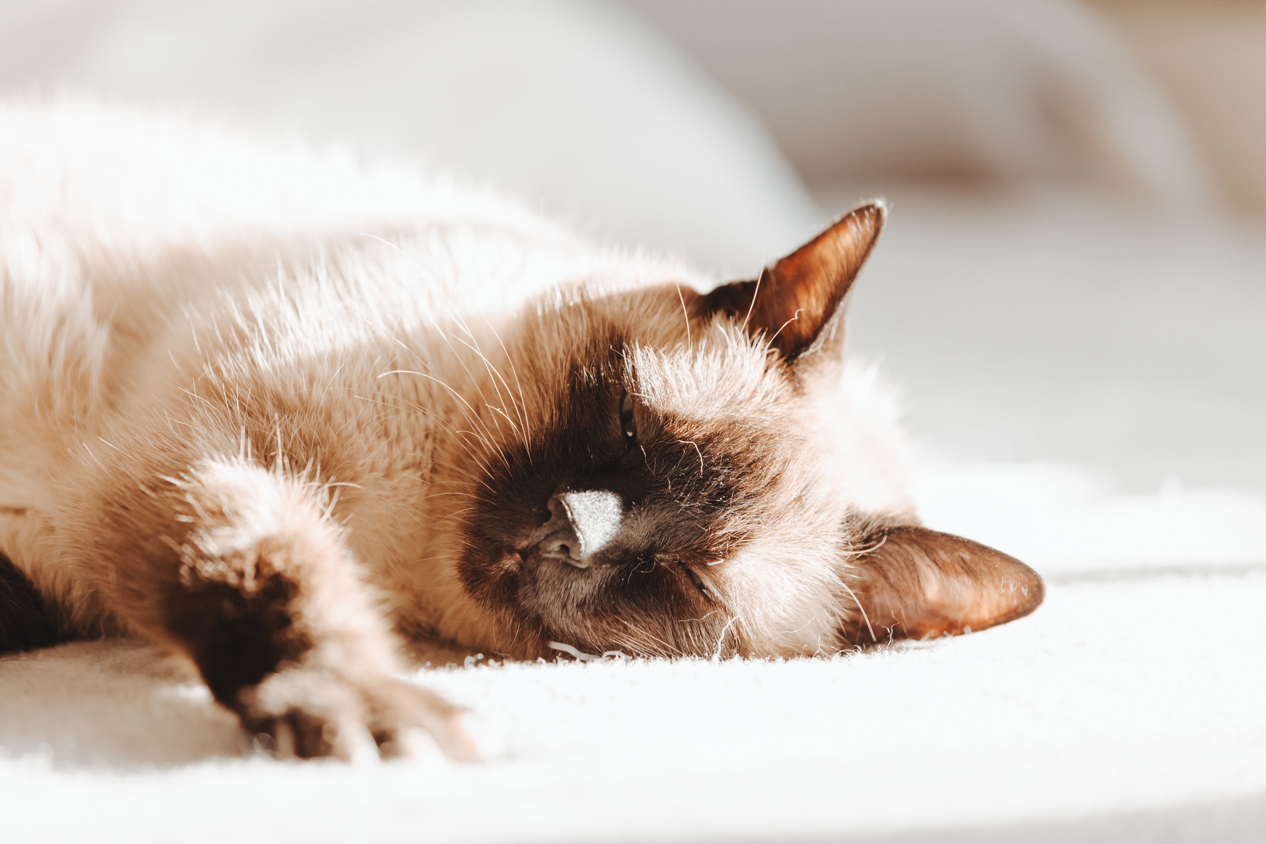Brown and white cat resting peacefully - Cat care essentials and supplies