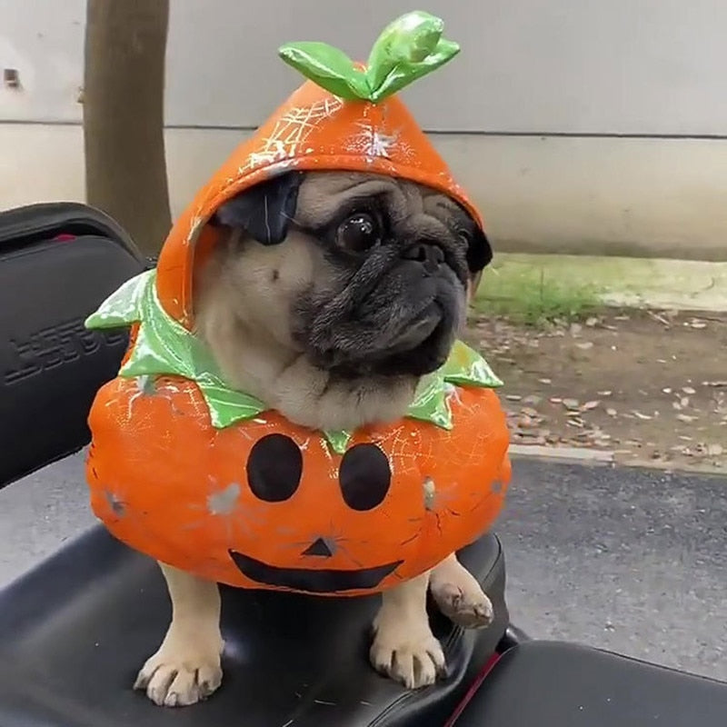 Dog Pumpkin Halloween Costume by My Store